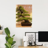 Poster Photo de l'arbre Bonsai de pin blanc japonais (Bureau à domicile)