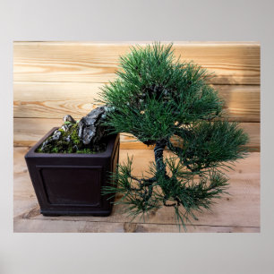 Poster Photo de l'arbre Bonsai du pin noir japonais