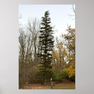 Poster photo de l'arbre grand