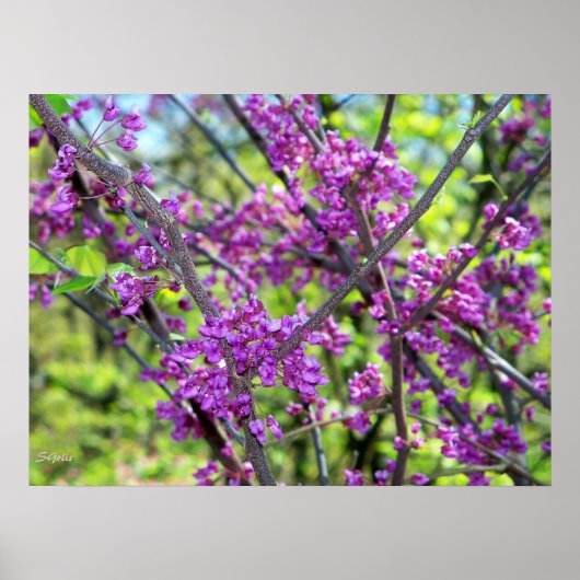 Poster photo de l'arbre Redbud Missouri (Devant)