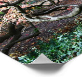 Poster Photo de l'érable japonais tordu (Coin)