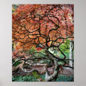 Poster Photo de l'érable japonais tordu (Devant)