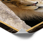 Poster photo de Lion Big Cat (Coin)