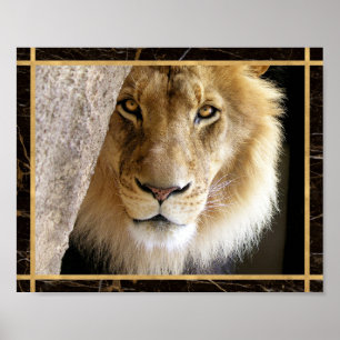 Poster photo de Lion Big Cat