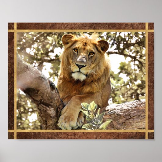 Poster Photo de lion dans un arbre (Devant)