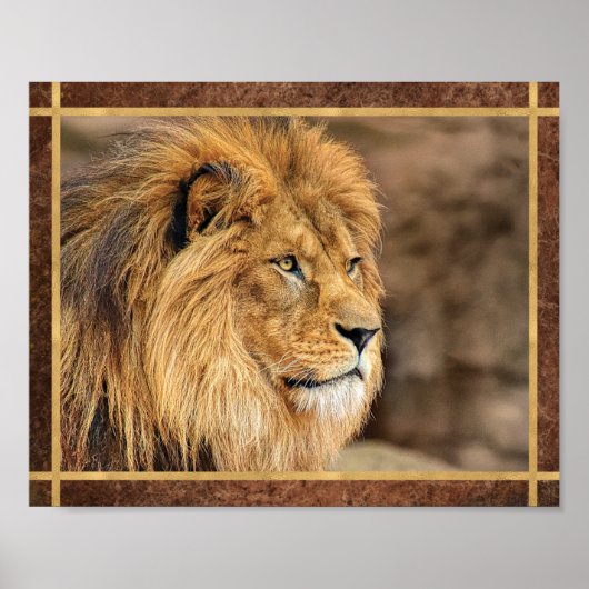 Poster Photo de Lion de Profil (Devant)