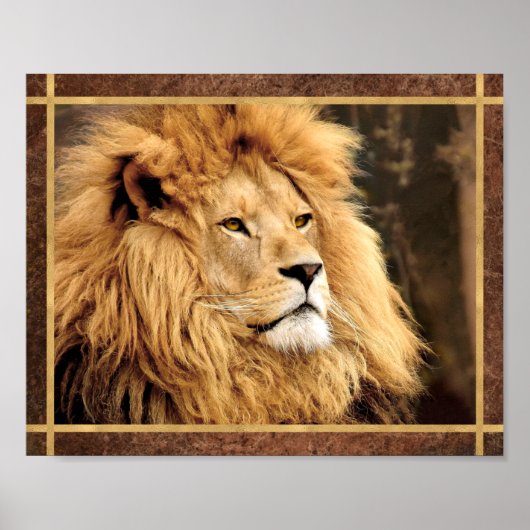 Poster Photo de lion en gros plan (Devant)