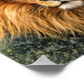 Poster Photo de lion Peinture image (Coin)