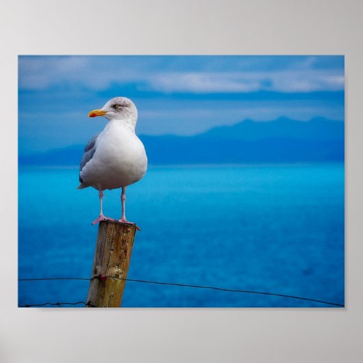 Poster Photo de l'oiseau de mer debout (Devant)