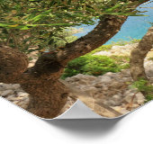 Poster Photo de l'olivier de la côte méditerranéenne (Coin)