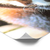 Poster Photo de l'ours Brown (Coin)