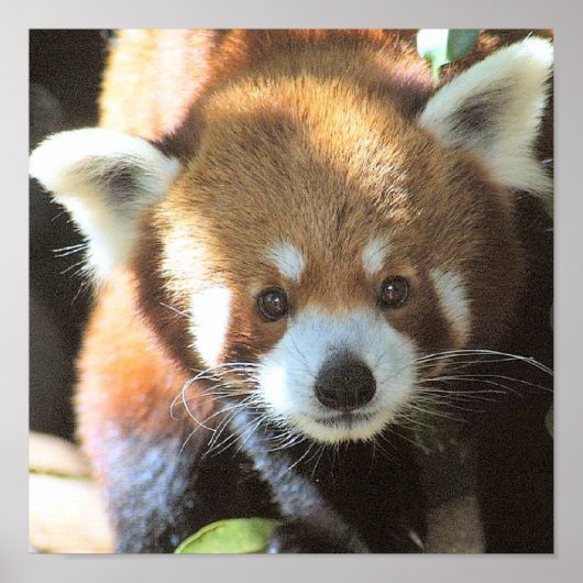 Poster Photo de l'ours Brown (Devant)