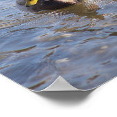 Poster photo de Mallard Duck (Coin)