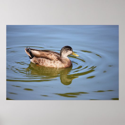 Poster photo de Mallard Duck (Devant)