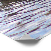 Poster photo de Mallard Duck (Coin)