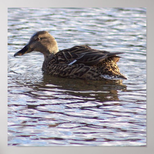 Poster photo de Mallard Duck (Devant)
