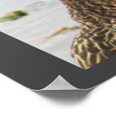 Poster photo de Mallard Duck (Coin)