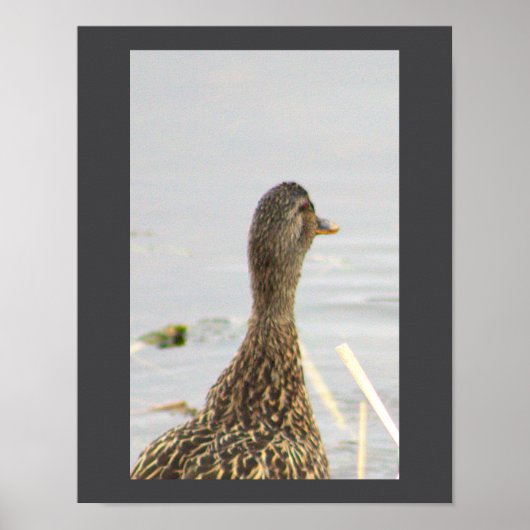 Poster photo de Mallard Duck (Devant)