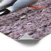 Poster photo de Mallard Ducks (Coin)