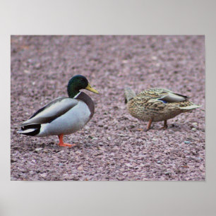 Poster photo de Mallard Ducks