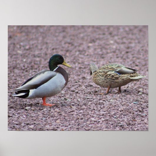 Poster photo de Mallard Ducks (Devant)