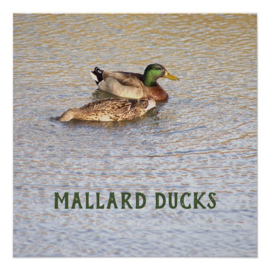 Poster photo de Mallard Ducks (Devant)