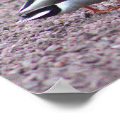 Poster photo de Mallard Ducks (Coin)