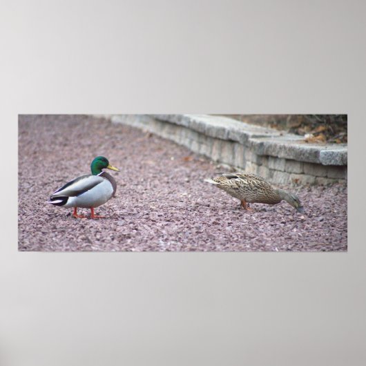 Poster photo de Mallard Ducks (Devant)