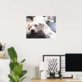 Poster Photo de mignon chien blanc fatigué avec meilleur  (Bureau à domicile)