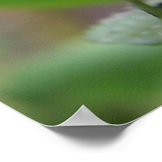 Poster Photo de mignons colibris (Coin)