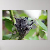 Poster Photo de mignons colibris (Devant)