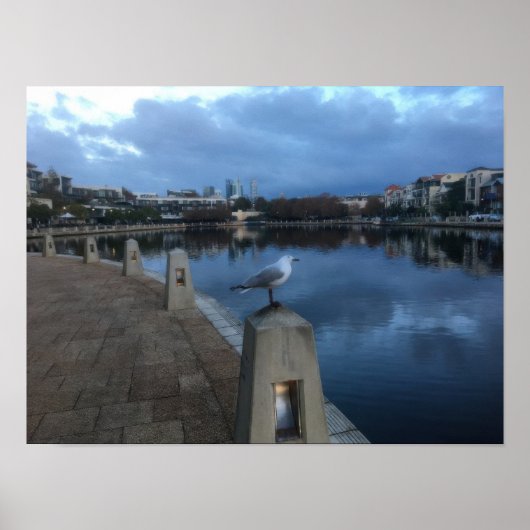 Poster Photo de Mouette (Devant)