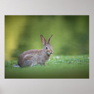 Poster Photo de nature de lapin de garenne