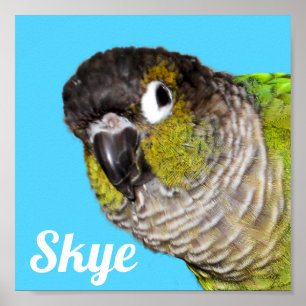 Poster Photo de nom d'oiseau de compagnie personnalisé