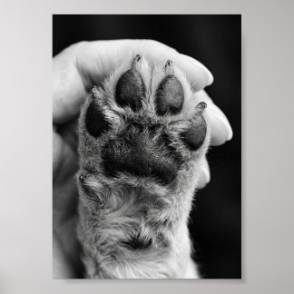 Poster Photo de patte personnalisé 5 par 7 Photo de souve