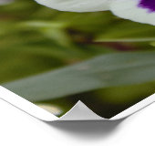 Poster Photo de Pensée Blanche Violette (Coin)