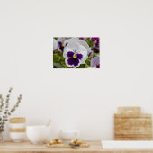 Poster Photo de Pensée Blanche Violette (Cuisine)