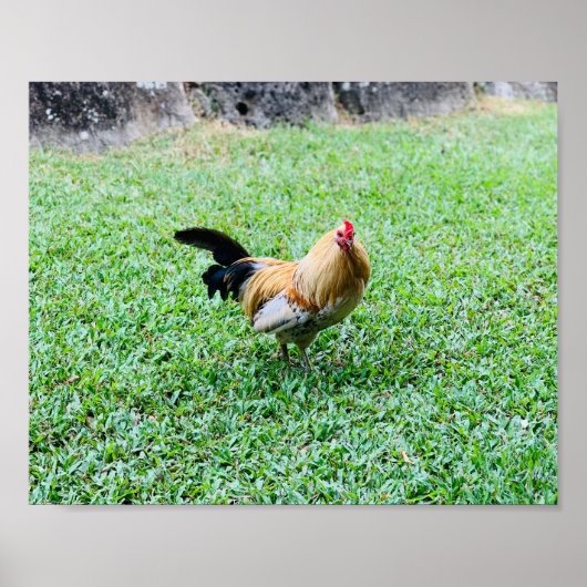 Poster photo de poule hawaïenne (Devant)