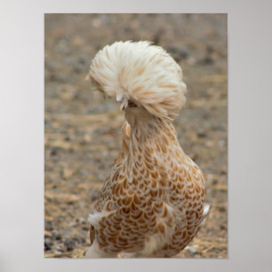 Poster photo de poulet