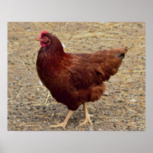 Poster photo de poulet