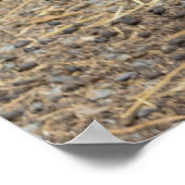 Poster photo de poulet (Coin)