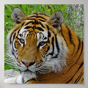 Poster Photo de près du visage d'un tigre de Sibérie