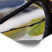 Poster Photo de profil Cockatiel (Coin)