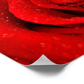 Poster Photo de Red Rose Arrière - plan (Coin)