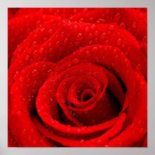 Poster Photo de Red Rose Arrière - plan (Devant)
