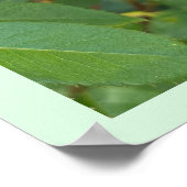 Poster photo de Rosebud (Coin)