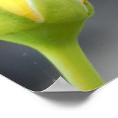 Poster Photo de Rosebud jaune (Coin)