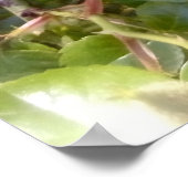 Poster Photo de roses (Coin)