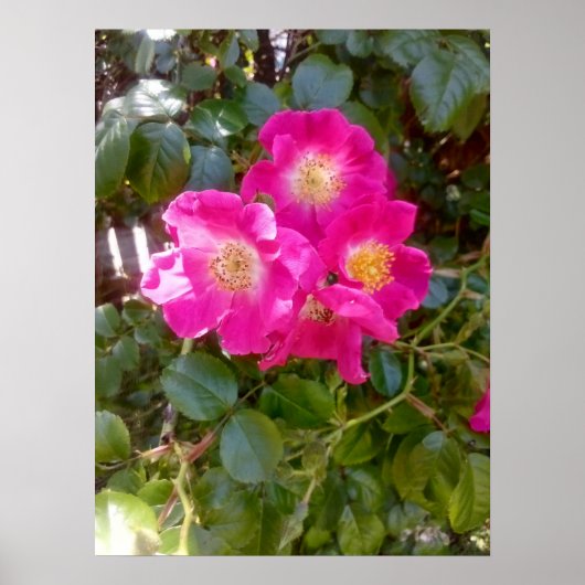 Poster Photo de roses (Devant)