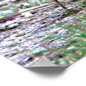 Poster Photo de Rouge-gorge (Coin)